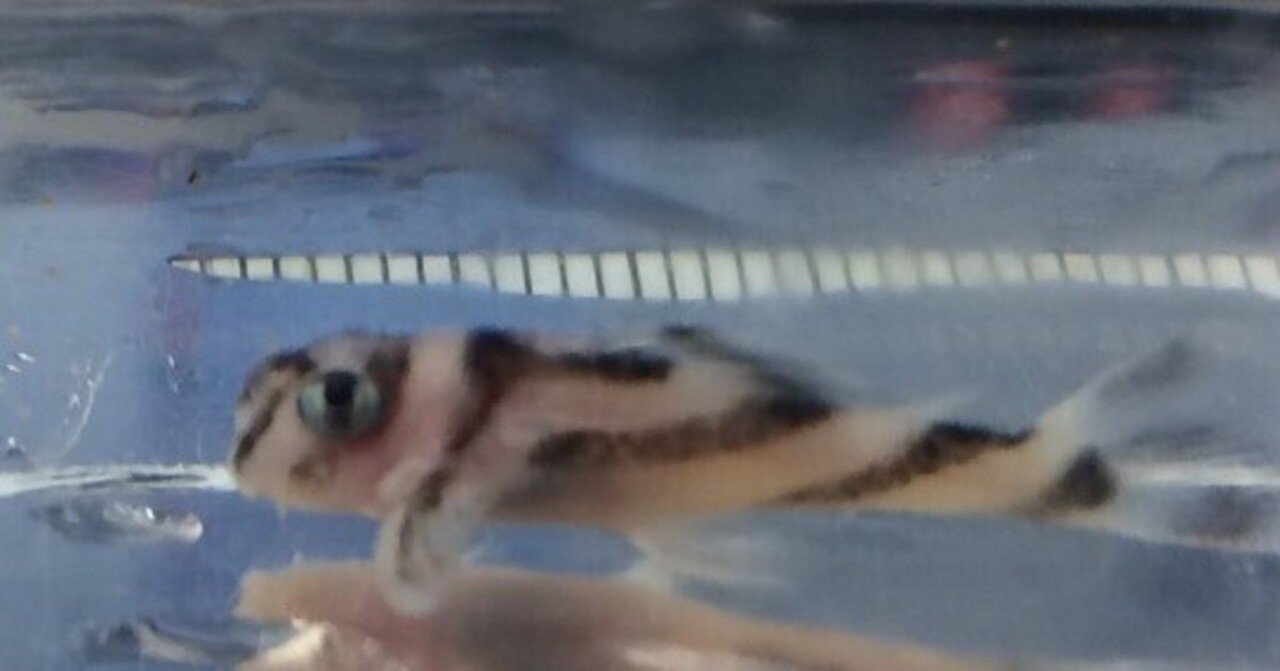 インペリアルゼブラプレコのドンキーフェイスについて｜だんごむし