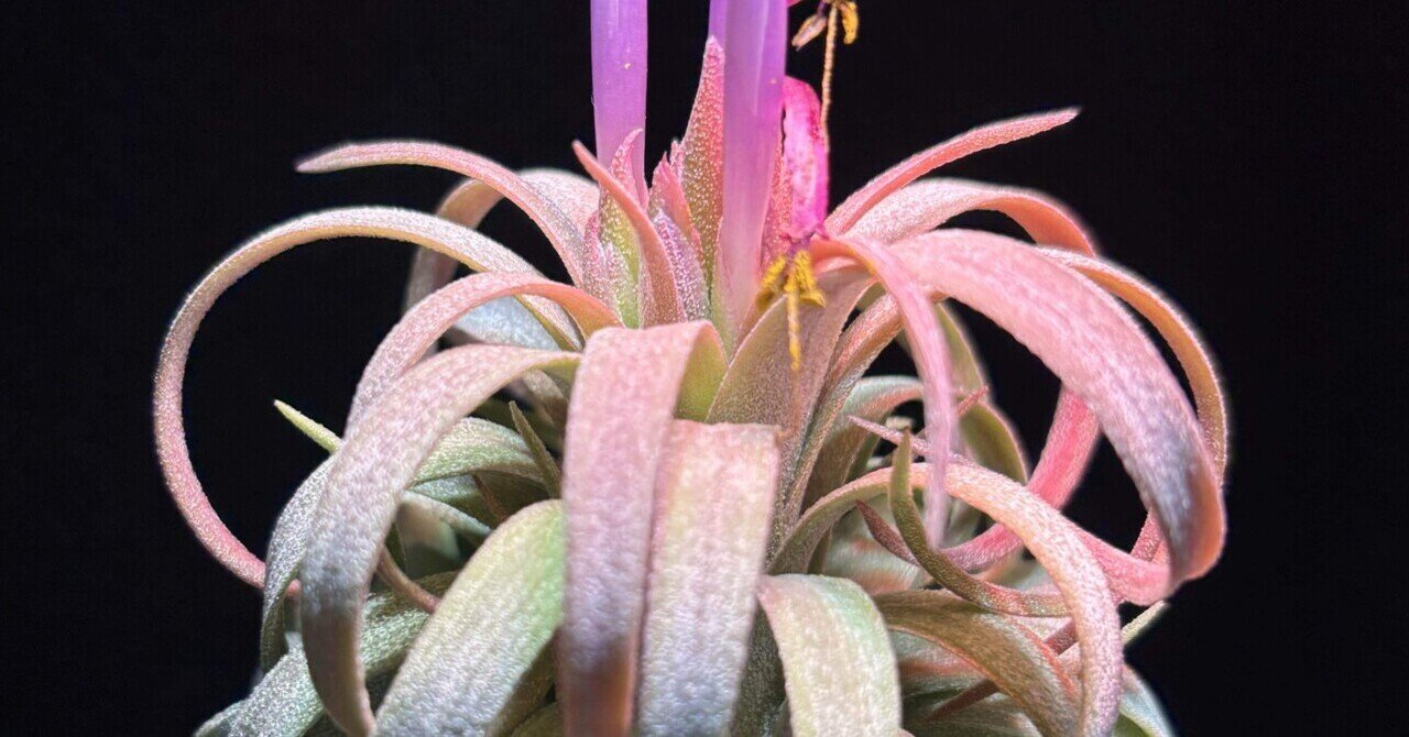 ionantha'Ron' x streptophylla｜sioncolorwheel