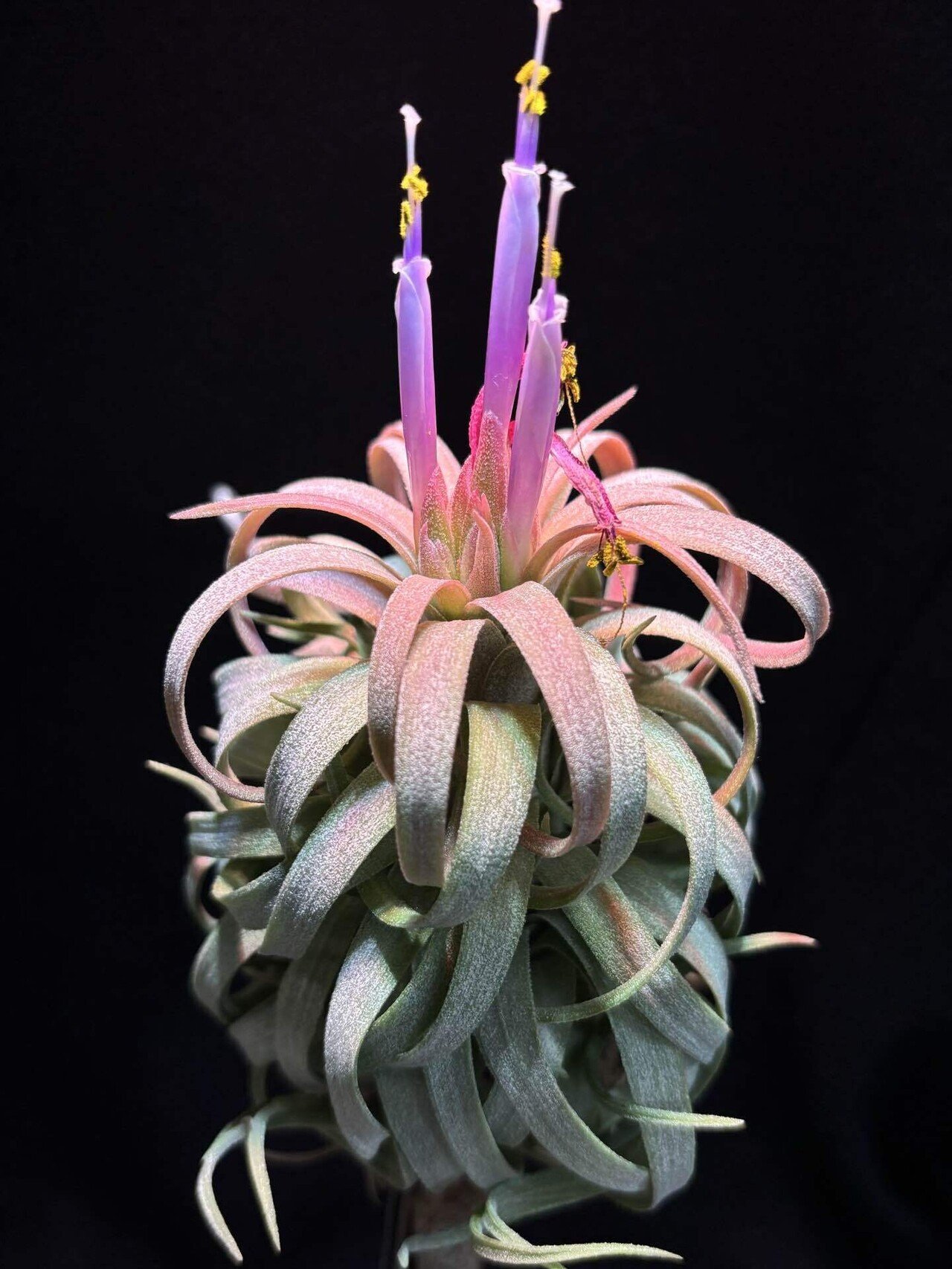 ionantha'Ron' x streptophylla｜sioncolorwheel