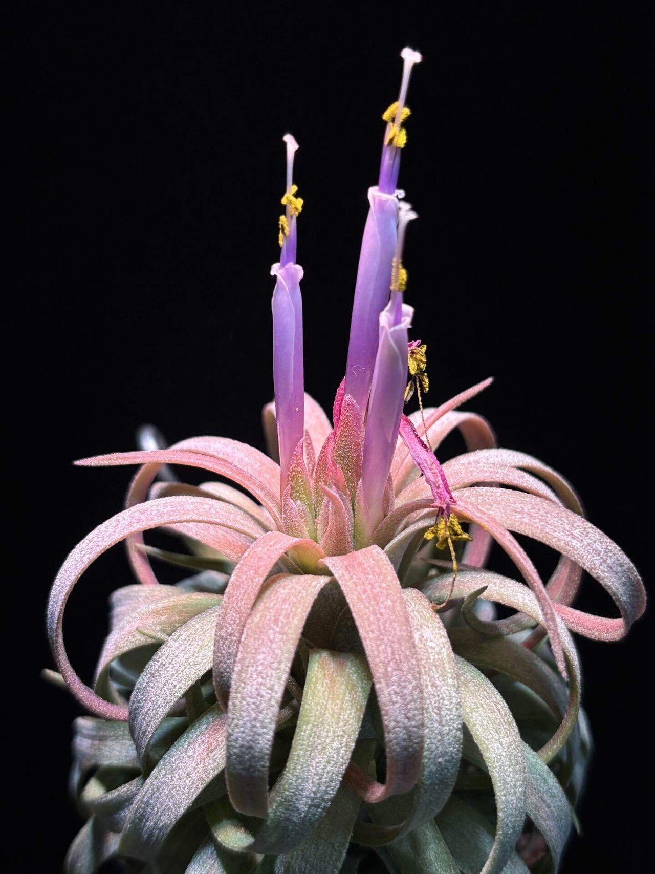 ionantha'Ron' x streptophylla｜sioncolorwheel