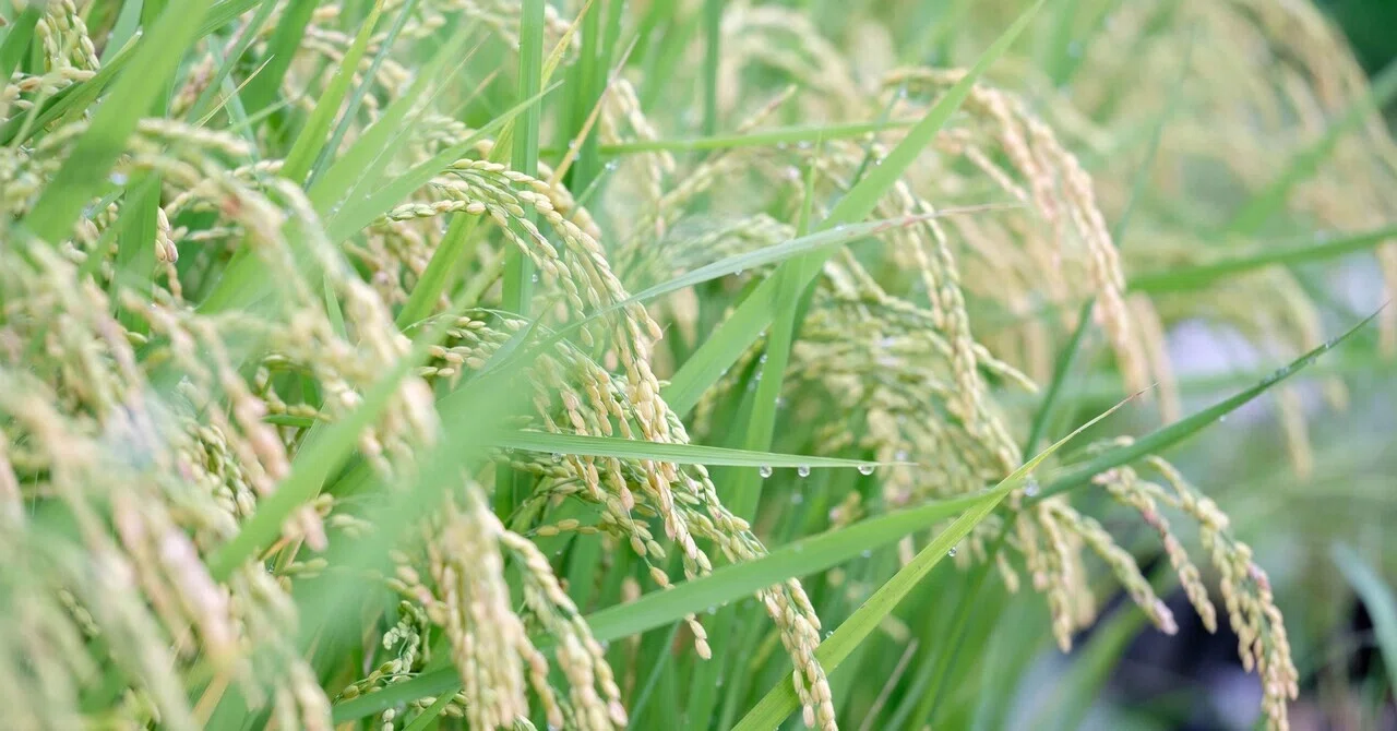 Made it this far again this year. Big lessons from a small rice paddy｜シユウ