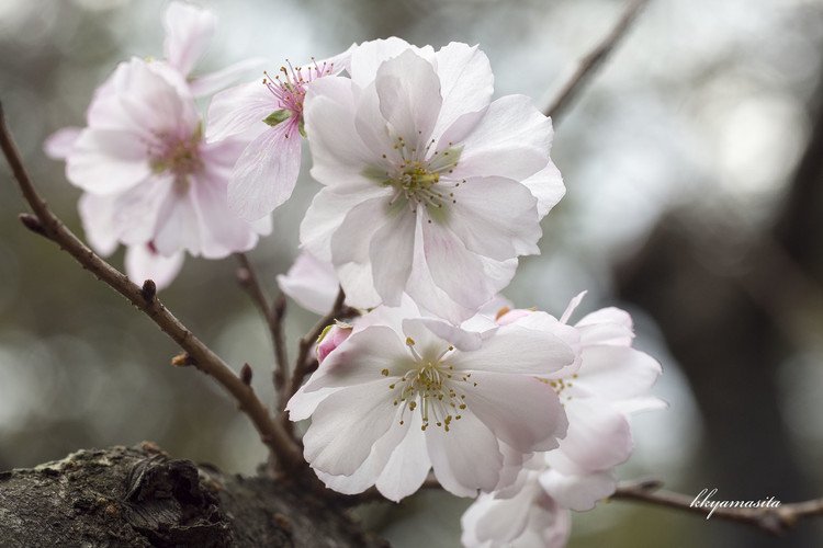 寒桜ともいわれますが、１０月から３月まで咲いている長い期間咲く桜です。