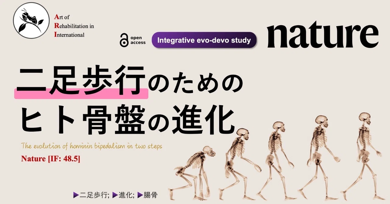 二足歩行のためのヒト骨盤の進化｜Super Human | 理学療法士／保健学博士 Ph.D.