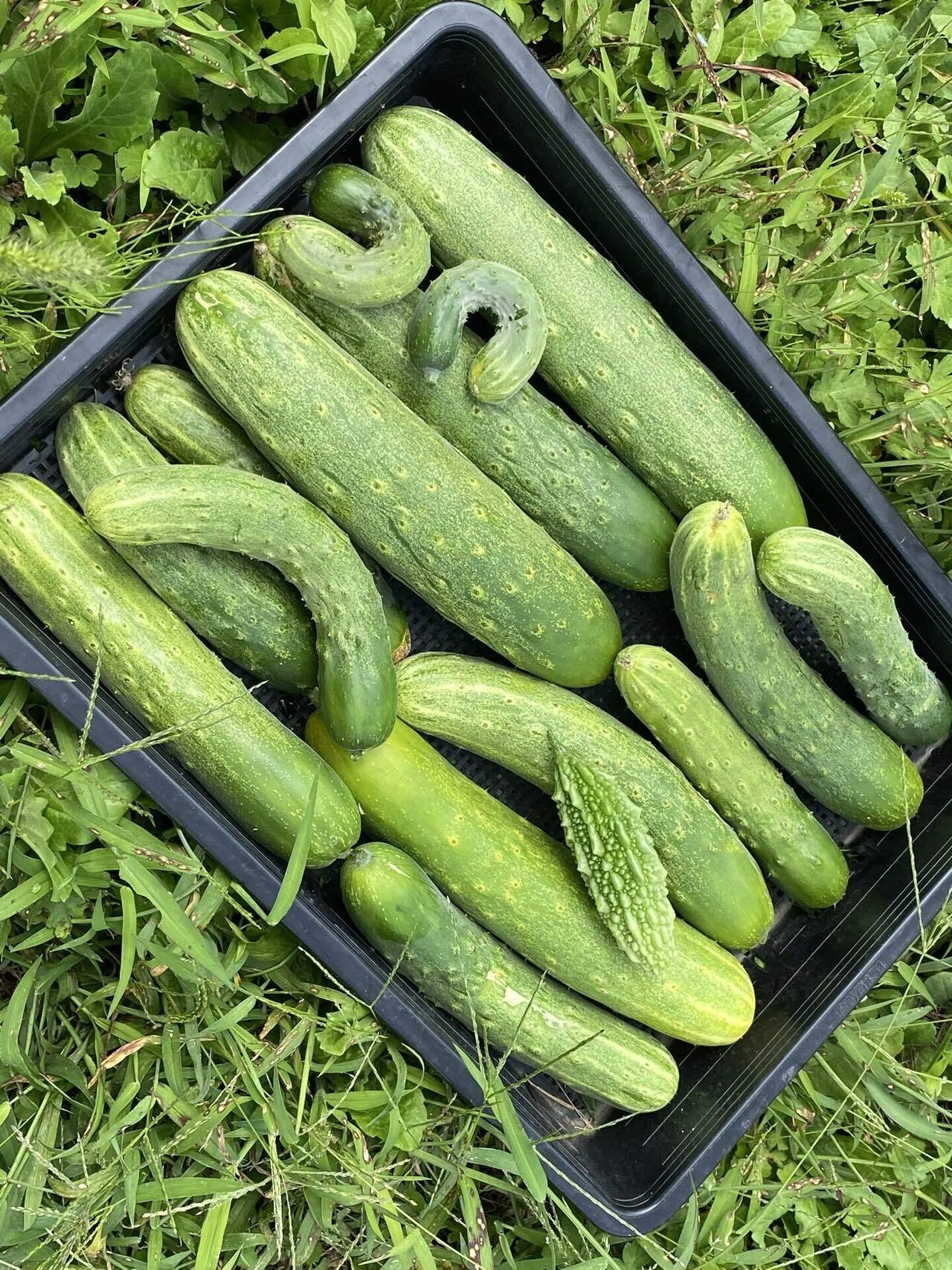 みつえ きゅうり 八町胡瓜 レシピの広がる伝統野菜｜日々のたね_自然とあそび、農ある