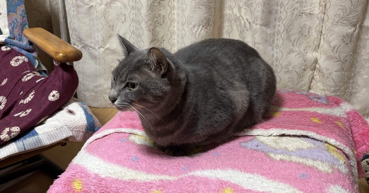 猫B 最終値下げしました！ 猫オーダー作品例】猫82 キジ白 | うちの子のけだまだま