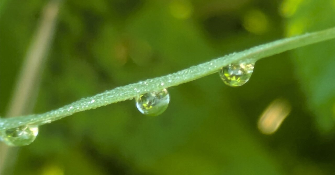 清朝初期　水滴 李朝 白磁円形水滴 – 燦禾 SANKA