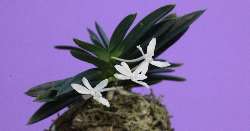 富貴蘭「十二単」の花｜KJ Morison