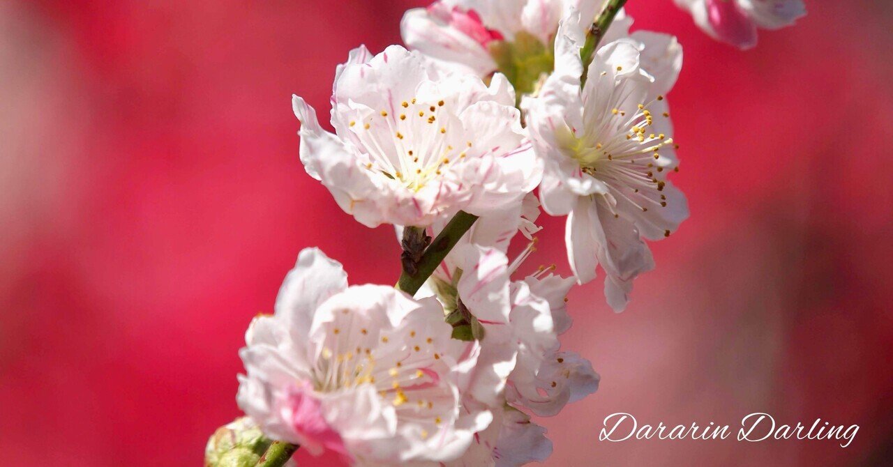6th Apr 2012: Another Beautiful Symbol of Japan｜Dararin Darling