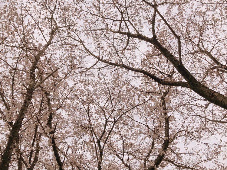 買い物先が歩いて行けるところにある。桜が咲いている。閑散としていた。