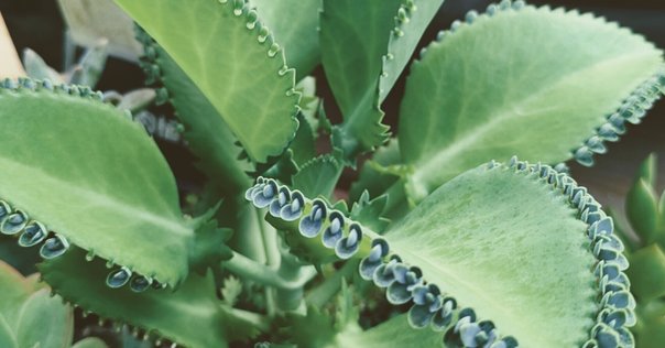 三つ葉のクローバー☘️｜そらのいろ