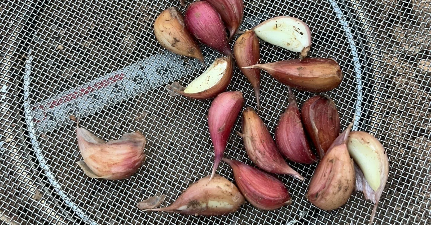 山口県のにんにく 大島赤丸を定植しました｜楠茶帆（旧：楠クリーン村）