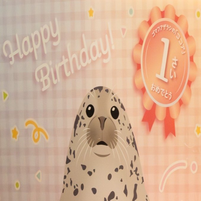 江の島のアイドル・ココアちゃんの誕生日祝ってきた｜ヒロサキ