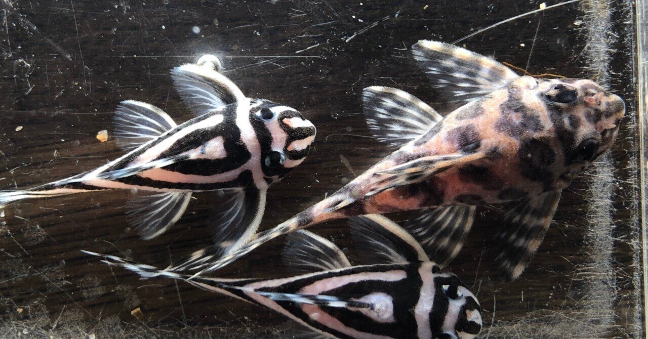 インペリアルゼブラプレコとキンペコの成長速度について｜だんごむし