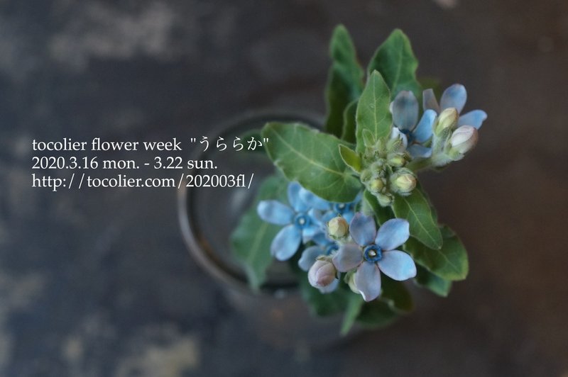 3月の花紹介 ブルースター オキシペタラム ピュアブルー Tocolier Note