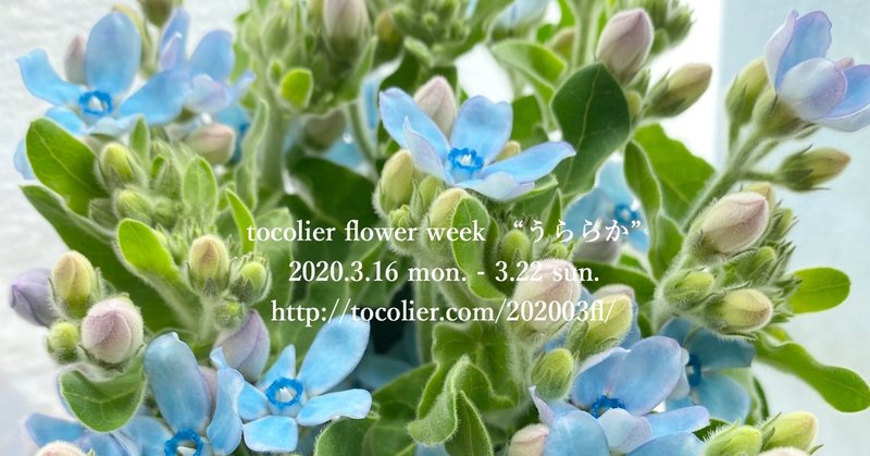 3月の花紹介 ブルースター オキシペタラム ピュアブルー Tocolier Note