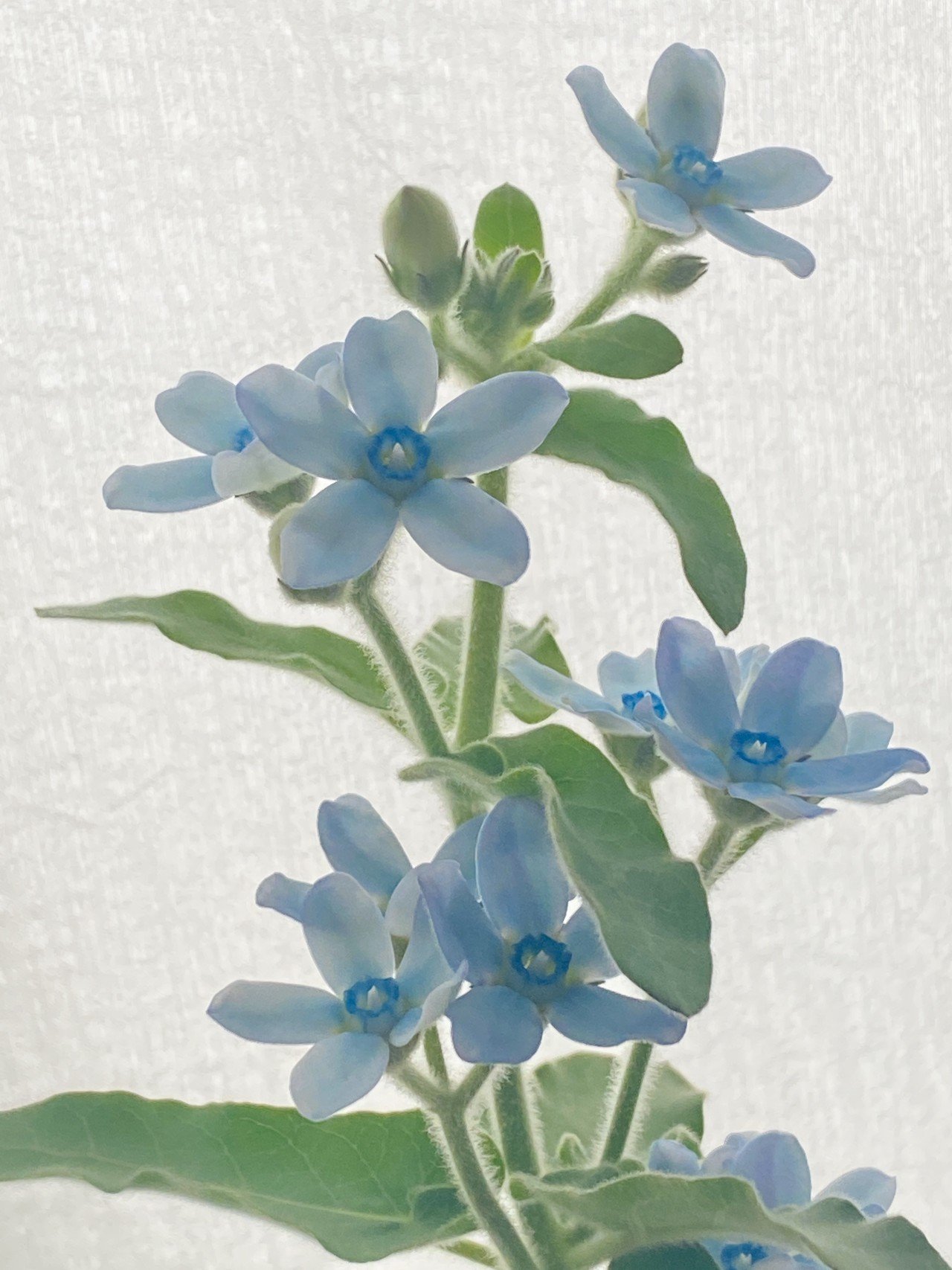 3月の花紹介 ブルースター オキシペタラム ピュアブルー Tocolier Note 3月の花紹介 ブルースター オキシペタラム ピュアブルー Tocolier Note