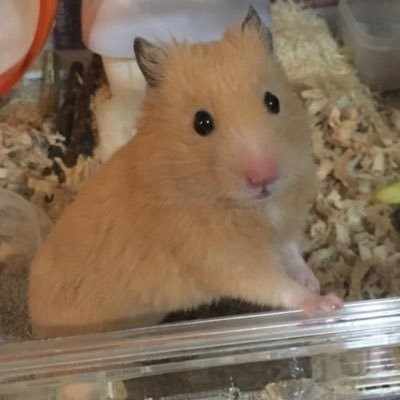 マイボーム線が巨大化し手術をしたジャンガリアンハムスター ことのな Note