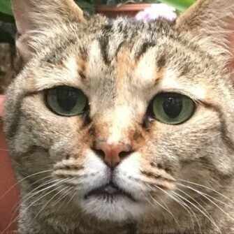 有限会社デシリットル・ファクトリー｜ぽんタブ｜NIPPON-BASHI SHOP HEADLINE