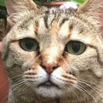 有限会社デシリットル・ファクトリー|ぽんタブ|NIPPON-BASHI SHOP HEADLINE