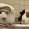 ぽてちゃんこ