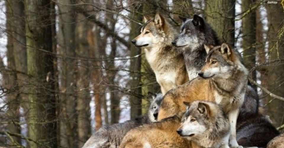 オオカミと犬の群れの違い Natsuko I ヨコハマドッグアカデミー Note