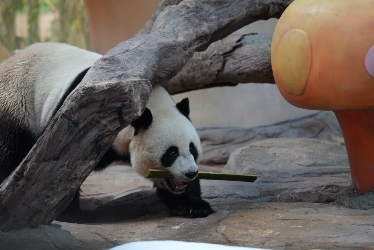 長隆野生動物世界)三つ子パンダ「萌・帅・酷」と最強赤ちゃん「妹珠