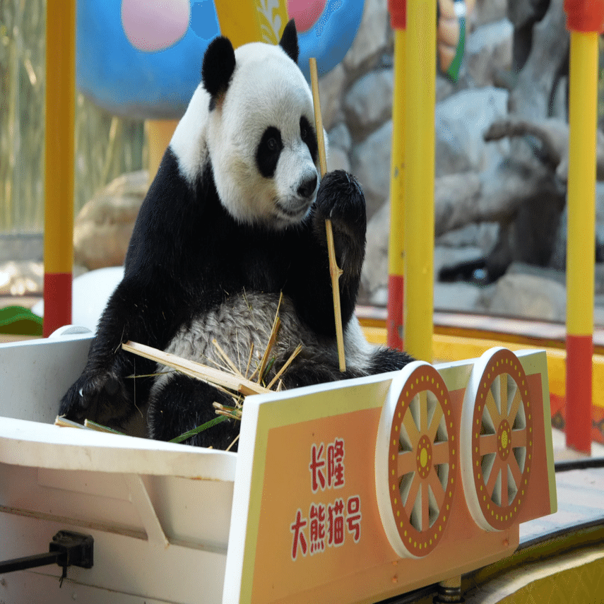 長隆野生動物世界)三つ子パンダ「萌・帅・酷」と最強赤ちゃん「妹珠