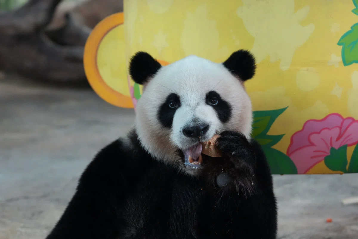 長隆野生動物世界)三つ子パンダ「萌・帅・酷」と最強赤ちゃん「妹珠