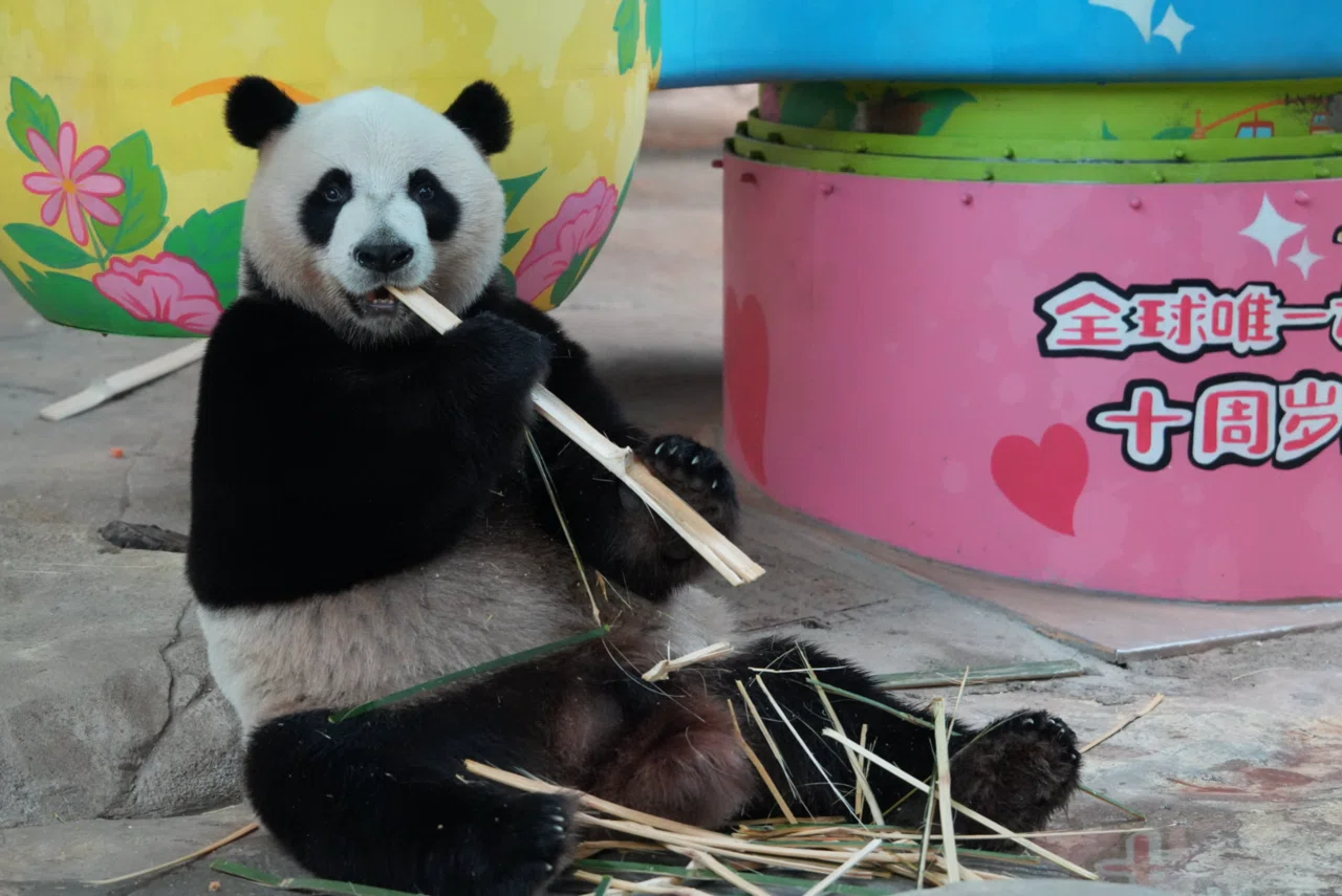 長隆野生動物世界)三つ子パンダ「萌・帅・酷」と最強赤ちゃん「妹珠