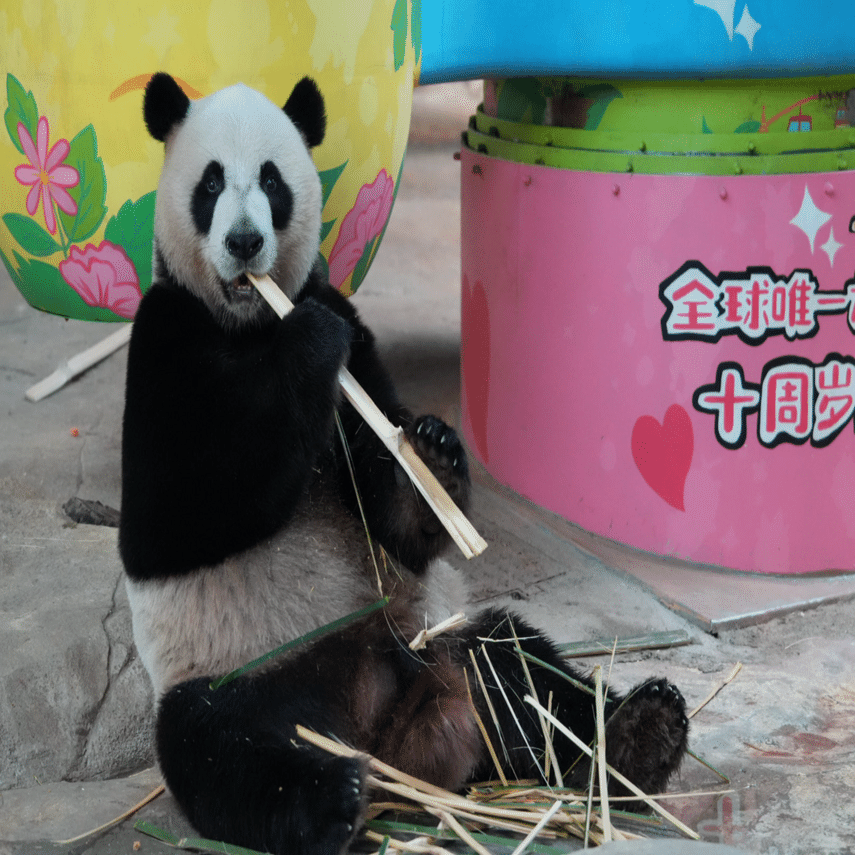 長隆野生動物世界)三つ子パンダ「萌・帅・酷」と最強赤ちゃん「妹珠