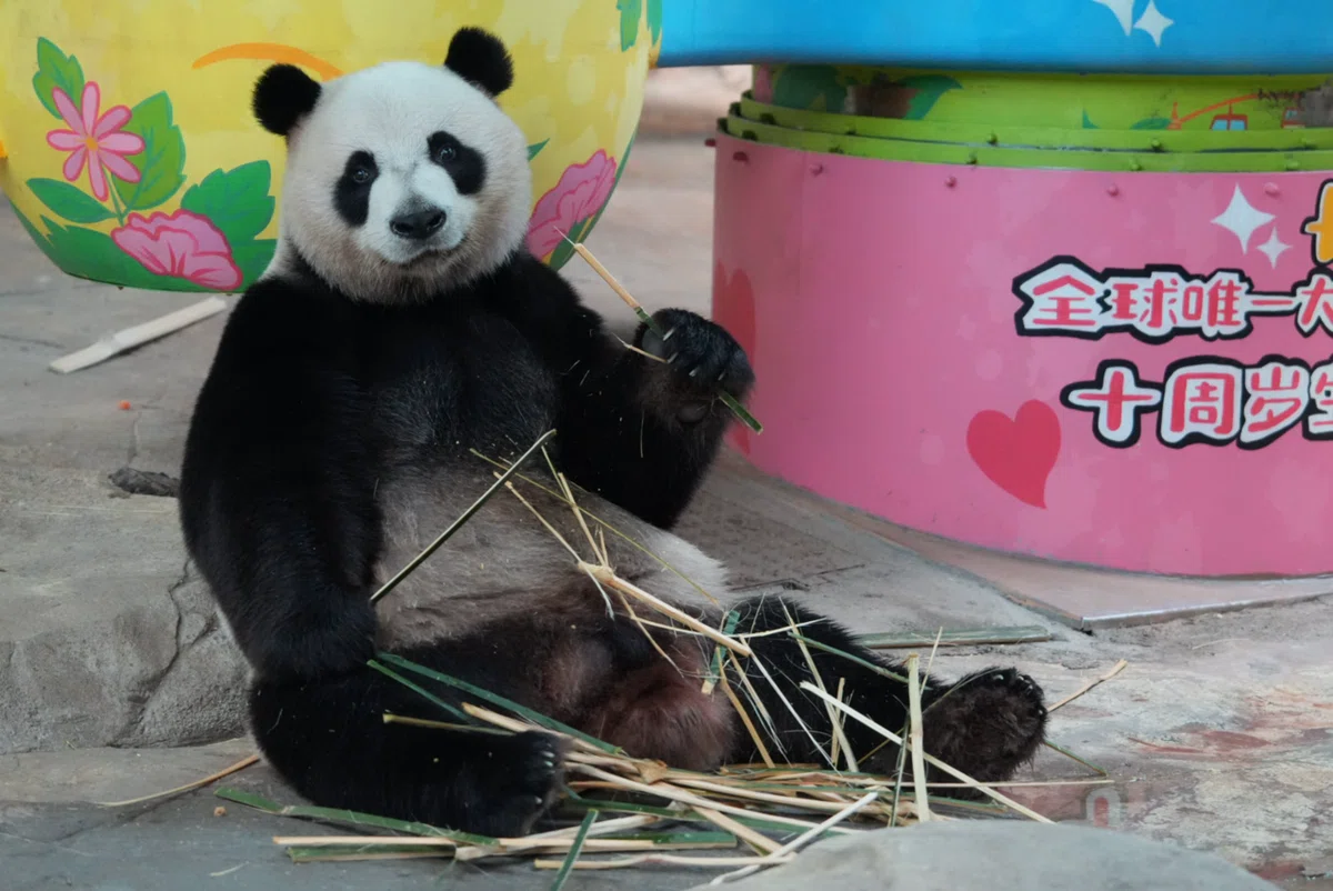 長隆野生動物世界)三つ子パンダ「萌・帅・酷」と最強赤ちゃん「妹珠