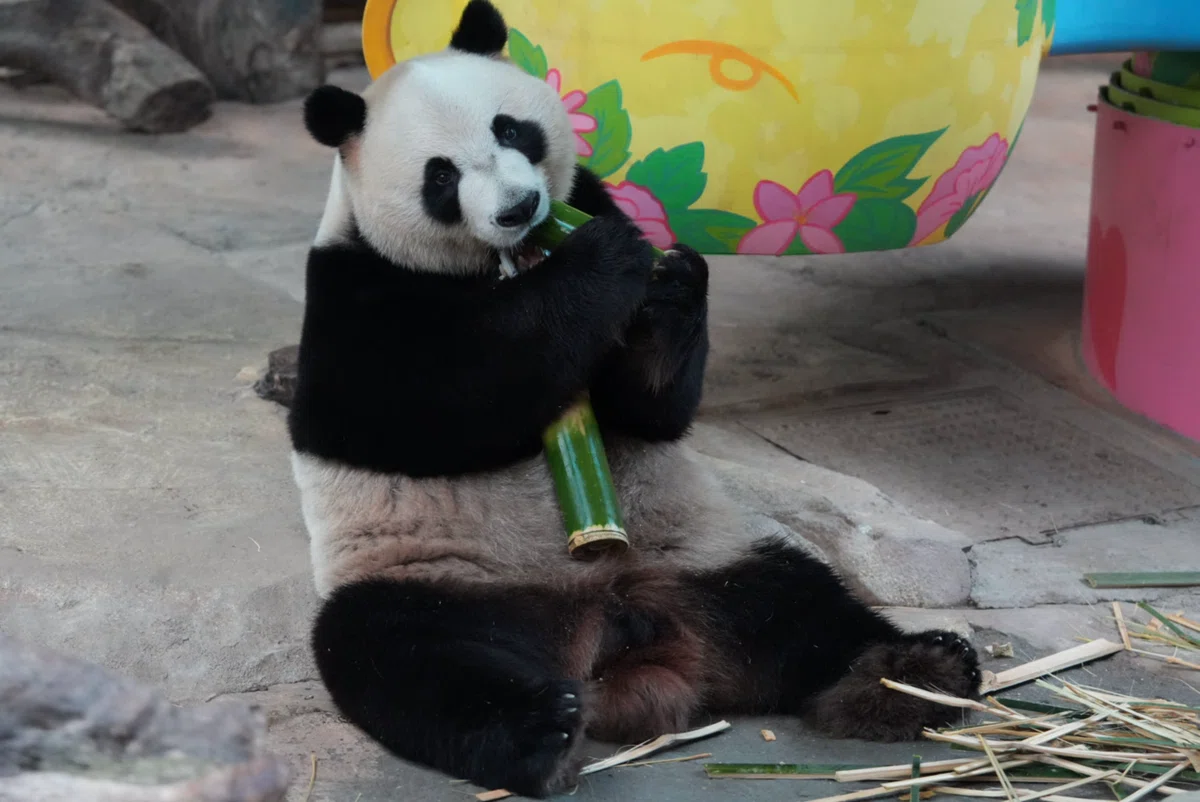 長隆野生動物世界)三つ子パンダ「萌・帅・酷」と最強赤ちゃん「妹珠
