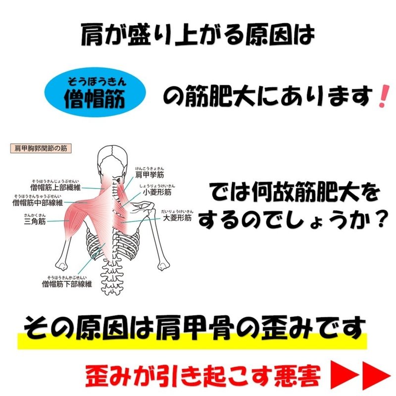 肩の筋肉の盛り上がりを無くすには 鎖骨 肩甲骨 僧帽筋 上腕三頭筋を整えると良い理由とそのやり方 Revisionginza Note