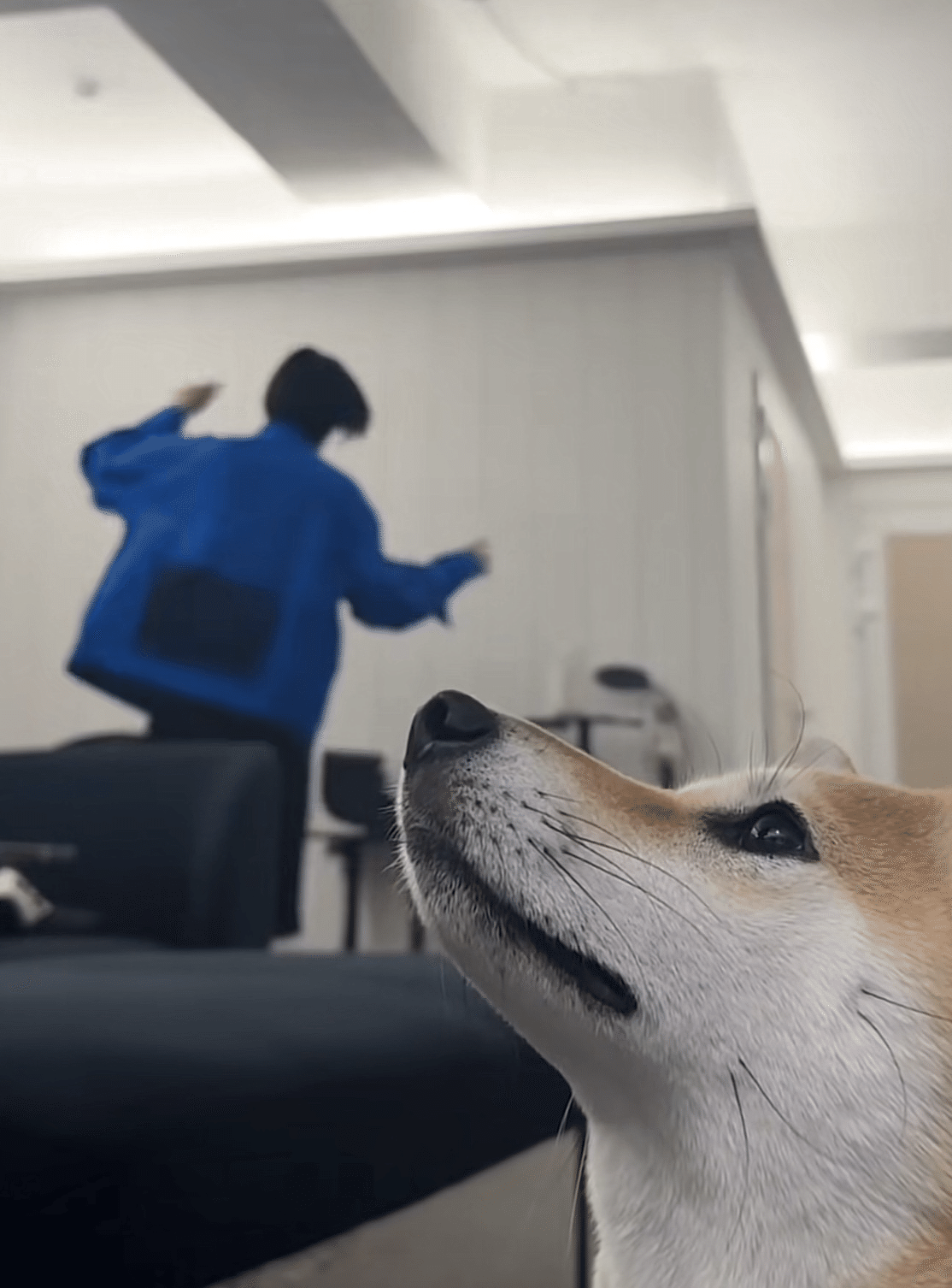 さよなら、赤ちゃんライオン | イ・リオ（ALD1）｜INU