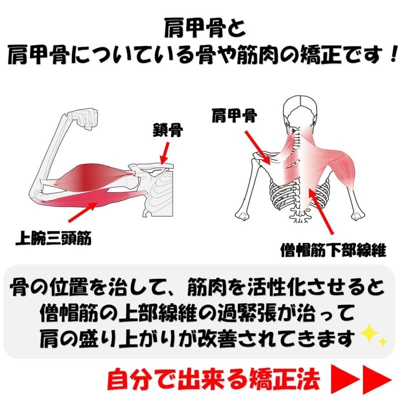 肩の筋肉の盛り上がりを無くすには 鎖骨 肩甲骨 僧帽筋 上腕三頭筋を整えると良い理由とそのやり方 Revisionginza Note