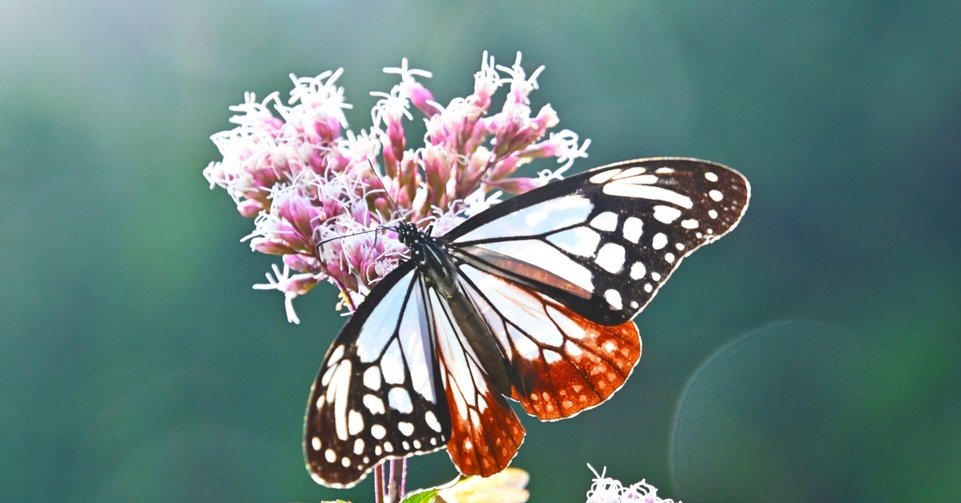 旅する蝶──アサギマダラの不思議｜さえもん園 よしき