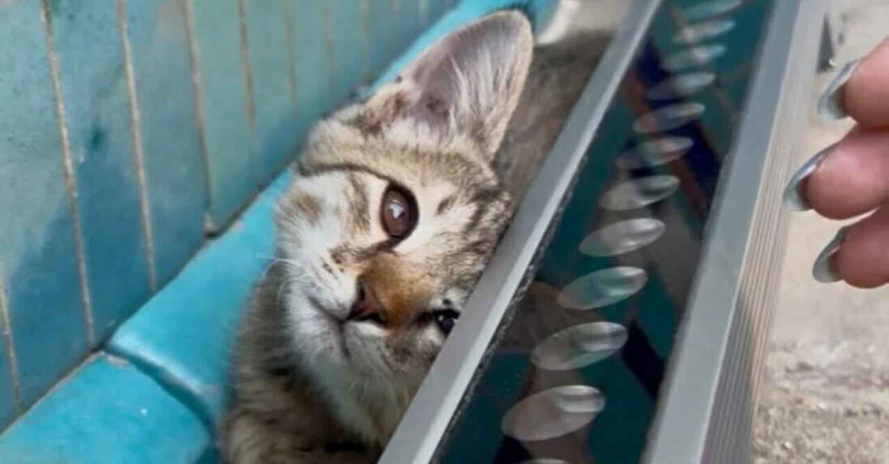 ウズベキスタンで出会った動物写真集♡猫ちゃん多め♡｜ねぎとろ人