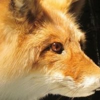 読書感想 時給三 円の死神 にゃる Note