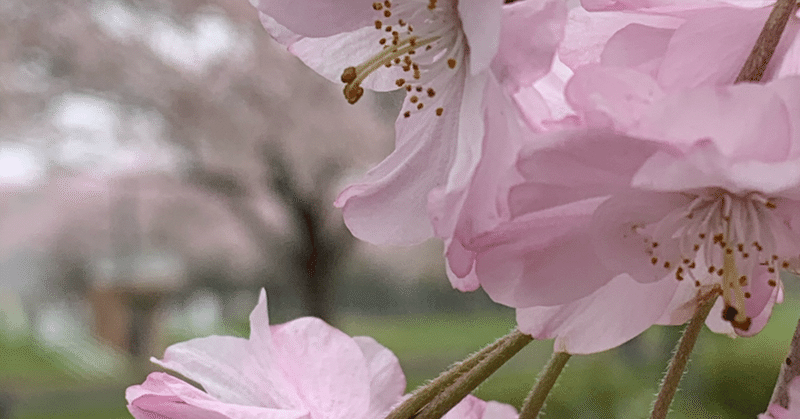 花テロと一緒に出した詩歌