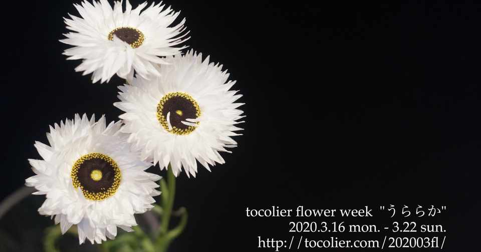 3月の花紹介 ローダンセ ピエロホワイト Tocolier Note