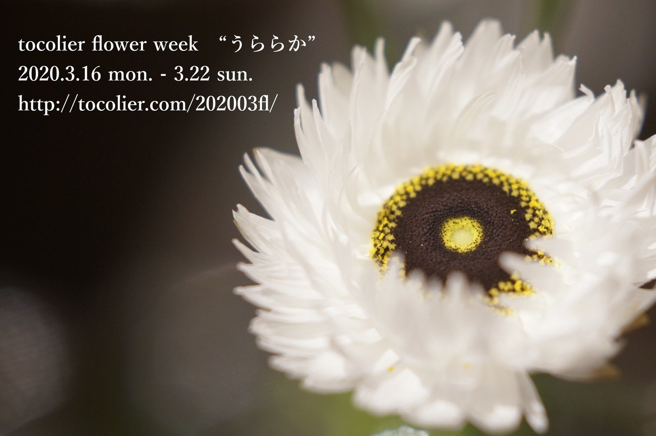 3月の花紹介：ローダンセ ピエロホワイト｜tocolier