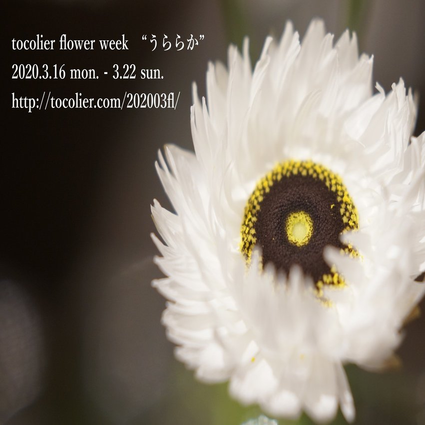 3月の花紹介 ローダンセ ピエロホワイト Tocolier Note
