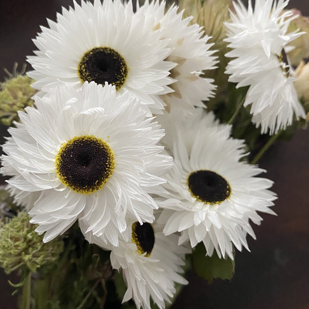 白いお花 ローダンセ イネ科 樹脂標本 errer 植物標本 アンティーク ローダンセ ホワイト 約10本：オシャレかわいい雑貨のお店 Acorn