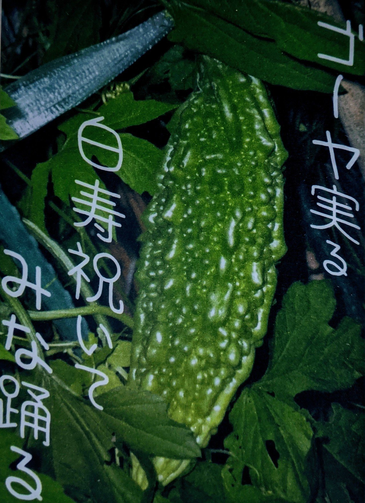 ゴーヤの写真で一句 柘榴 Note
