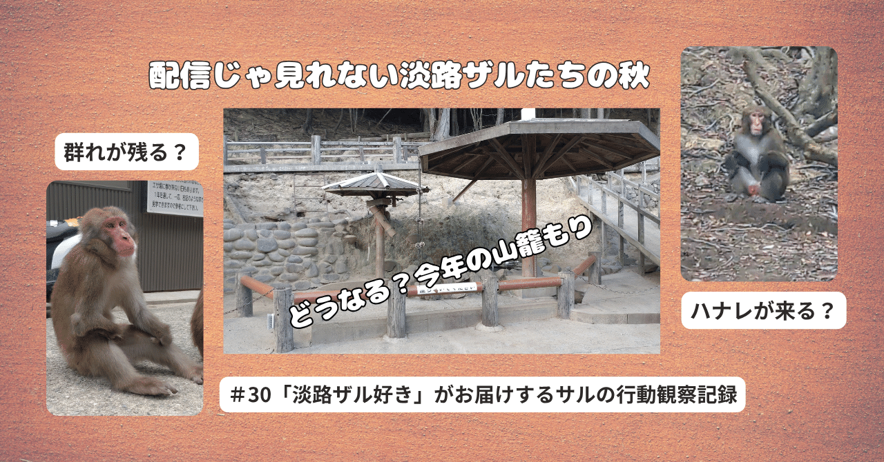 31「秋の山籠もり観察記」配信の裏で見せた居残り組と子ザルたちの