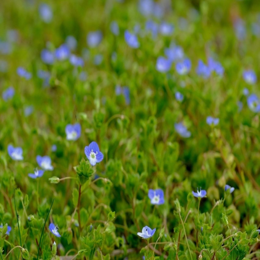 春真っ盛り オオイヌノフグリ Hhaannaaiihh Note