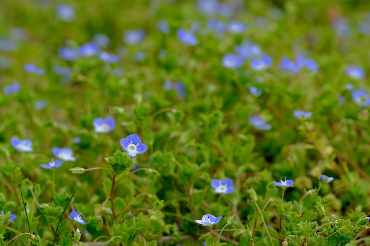 春真っ盛り オオイヌノフグリ Hhaannaaiihh Note 春真っ盛り オオイヌノフグリ Hhaannaaiihh Note