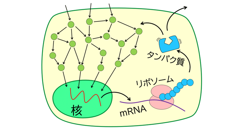 015_細胞内のネットワーク