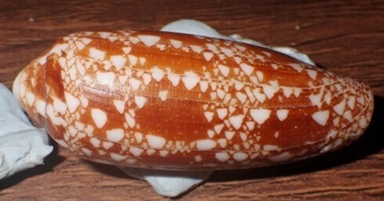 拾いに行くならこんな貝殻⑮チャイロキヌタ、メダカラ、イボダカラガイ