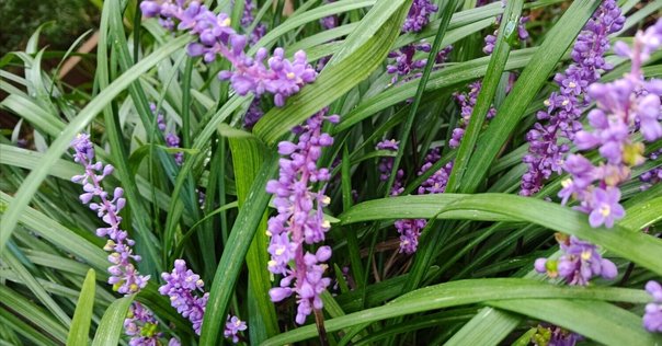 書籍】『致知』2024年8月号（特集「さらに前進」）読後感